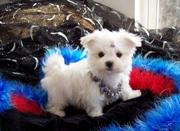 Cute Maltese Puppies For Free Adoption