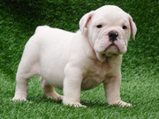 TWO PRETTY ENGLSIH BULLDOG PUPPIES  FOR RE HOMING
