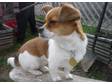 Adopt Eva a Pekingese, Jack Russell Terrier