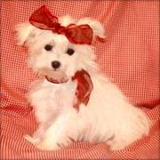 oustanding ckc maltese puppy for sale