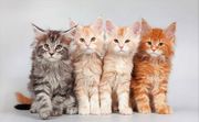 Adorable Maine Coon Kittens for you.