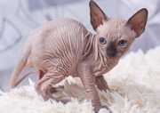 Sphynx kittens available 