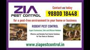 Special Discount for Residence Pest  services | 5038