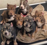 Lovely Pitbull Puppies for Rehoming 