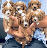 Beautiful Cavapoo Puppies Looking for Good Homes 