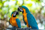 Paired Blue And Gold Macaw Birds needs new home 