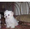 Maltese puppies ready for good home